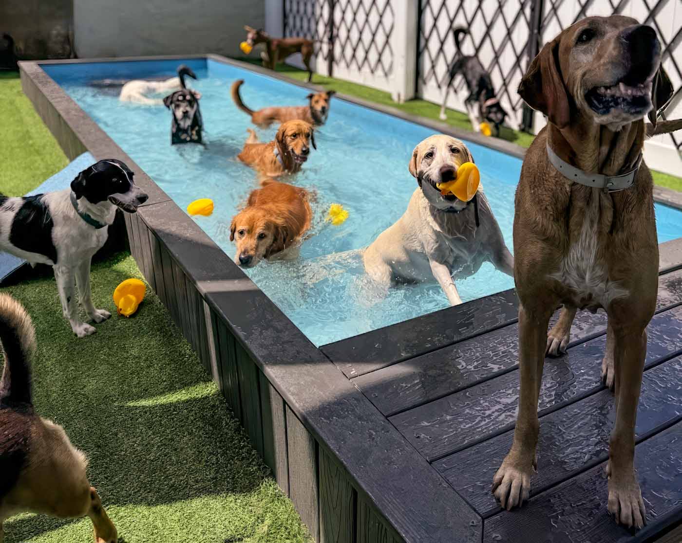 freedogm, miami daycare, dogs swimming, pool,dogs playing outdoor park